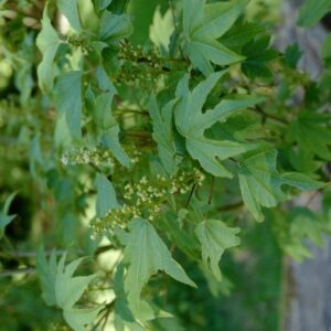 Acer erianthum