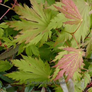 Acer japonicum 'De Jong'