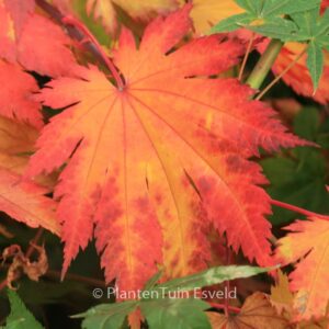 Acer japonicum 'Ō-isami'