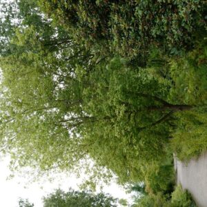 Acer negundo texanum