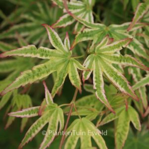 Acer palmatum 'Alpenweiss'