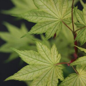 Acer palmatum 'Alpine Silver Thread'