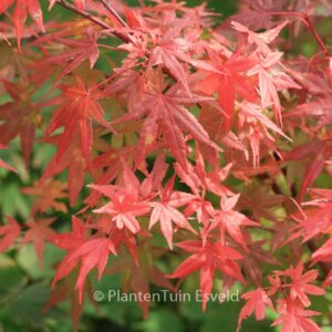 Acer palmatum 'Ao-ba-nishiki'