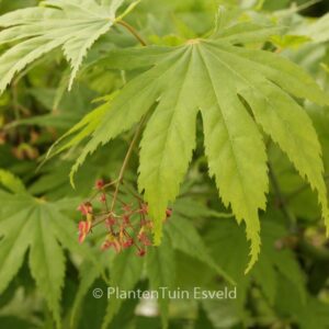 Acer palmatum 'Ao-meshime-no-uchi-shidare'