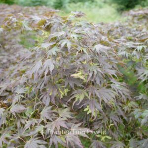 Acer palmatum 'Beni-gasa'