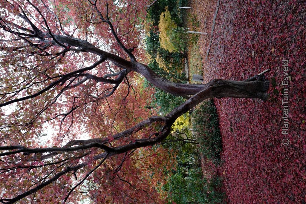 Acer palmatum 'Beni-kagami'