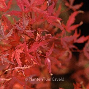 Acer palmatum 'Beni-komachi'