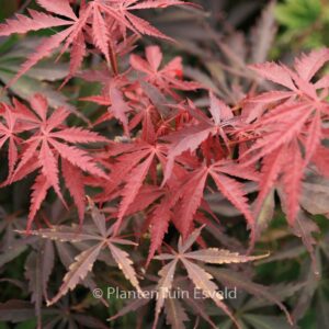 Acer palmatum 'Donzuru-boh'