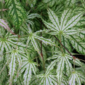 Acer palmatum 'First Ghost'
