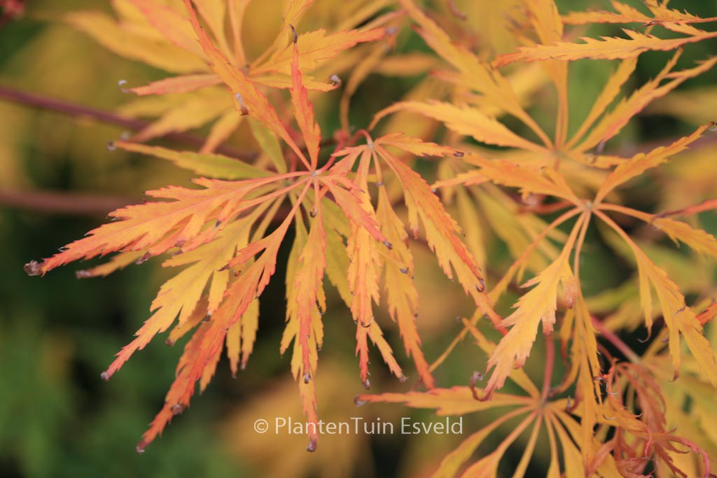 Acer palmatum 'Germaine's Gyration'