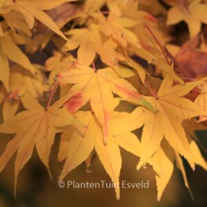 Acer palmatum 'Golden Pond'