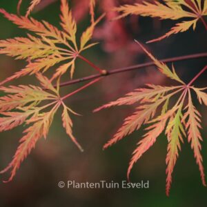 Acer palmatum 'Green Globe'