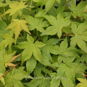 Acer palmatum 'Heavy Seed'