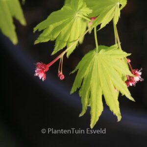 Acer palmatum 'Hime-ha-uchiwa'