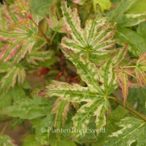 Acer palmatum 'Iro-iro'