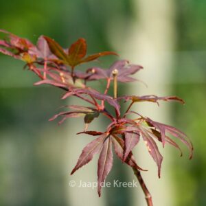 Acer palmatum 'Jim Baggart'