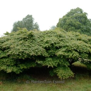 Acer palmatum 'Kashima'