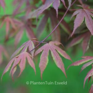 Acer palmatum 'Koba-shohjoh'