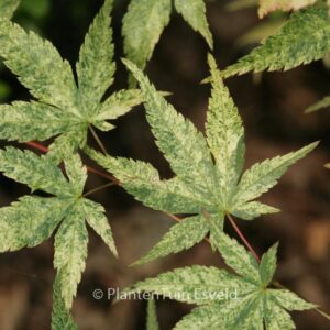 Acer palmatum 'Komon-nishiki'