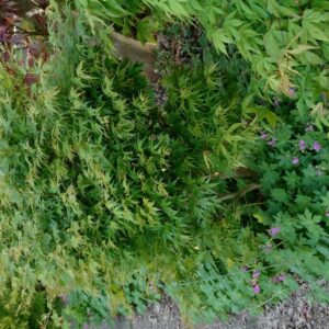 Acer palmatum 'Kyohryuh'