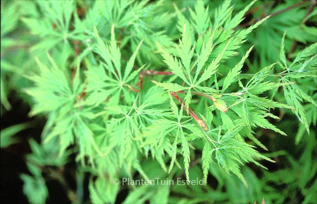 Acer palmatum 'Lemon Chiffon'