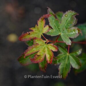 Acer palmatum 'Little Margie'