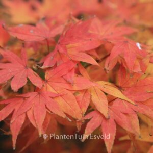 Acer palmatum 'Mini Mondo'