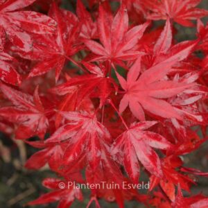 Acer palmatum 'Muro-gawa'