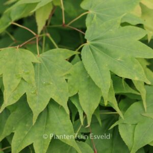 Acer palmatum 'Nyaku-oji'