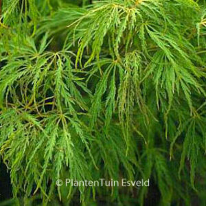 Acer palmatum 'Red Autumn Lace'