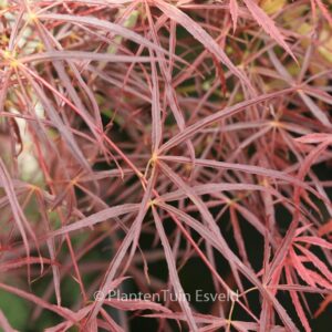 Acer palmatum 'Red Pygmy Seedling'