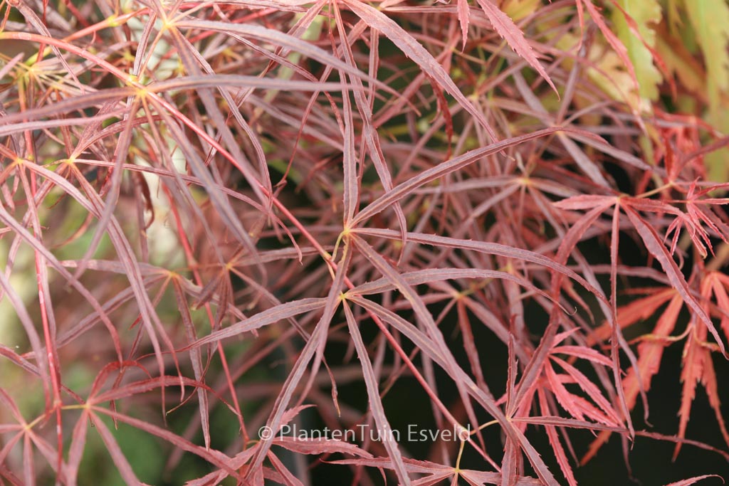 Acer palmatum 'Red Pygmy Seedling'
