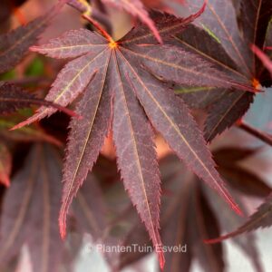 Acer palmatum 'Riley'