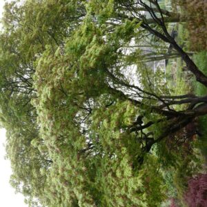 Acer palmatum 'Sekka-yatsubusa'