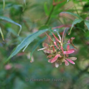 Acer palmatum 'Shinobu gaoka'