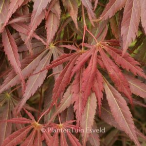 Acer palmatum 'Shinonome'