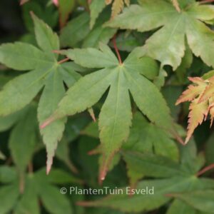 Acer palmatum 'Shohrei-ki-ji'