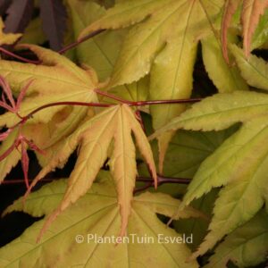 Acer palmatum 'Takatori'