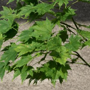 Acer palmatum 'Tani-gawa-dake'