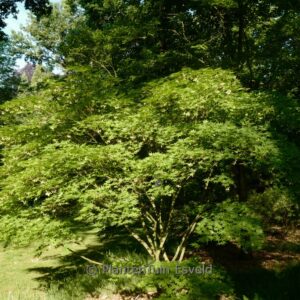 Acer palmatum 'Tatsuta gawa'