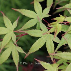 Acer palmatum 'Tobiosho'