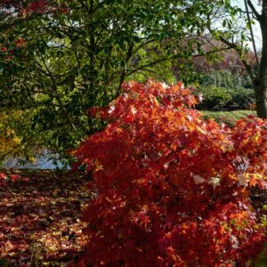 Acer palmatum 'Tsukushi-gata'