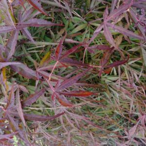 Acer palmatum 'Twisted Spider'