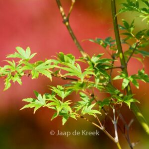Acer palmatum 'Werner's Pagoda'