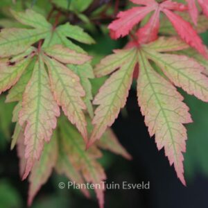Acer palmatum 'Yagyu-no-sato'