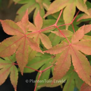 Acer palmatum 'Yama-mura'