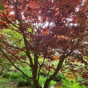 Acer palmatum 'Yubae'