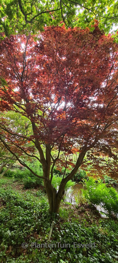 Acer palmatum 'Yubae'