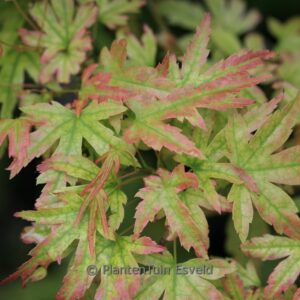 Acer shirasawanum 'Helena'