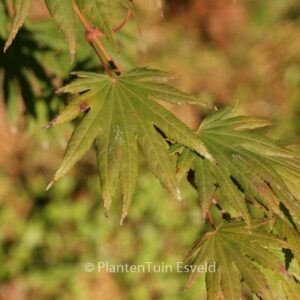 Acer shirasawanum 'Palmatifolium'